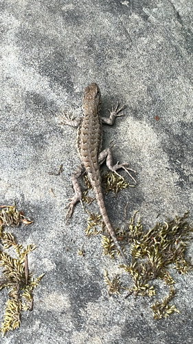 iNaturalist observation photo of Common Sagebrush Lizard