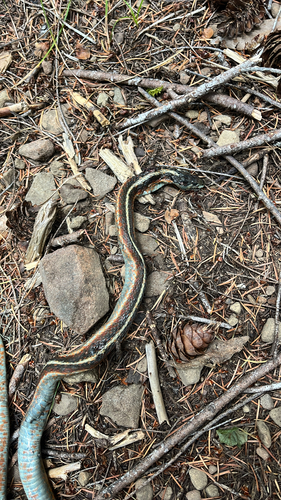 iNaturalist observation photo of Western Terrestrial Garter Snake