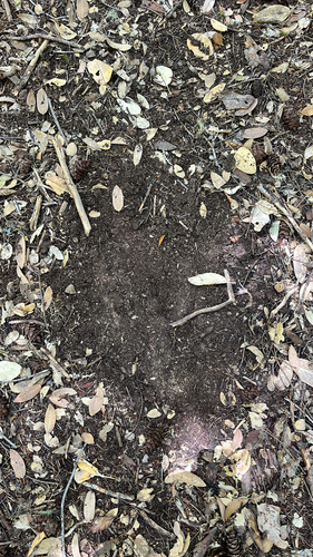 iNaturalist observation photo of Carnivorans