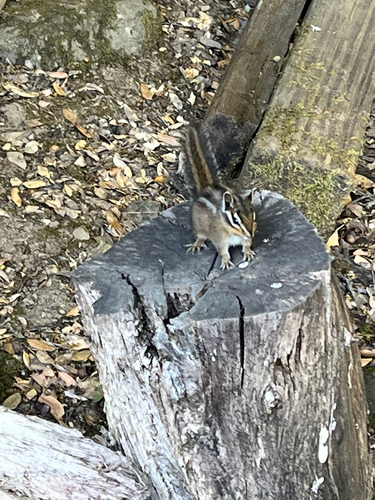 iNaturalist observation photo of Sonoma Chipmunk