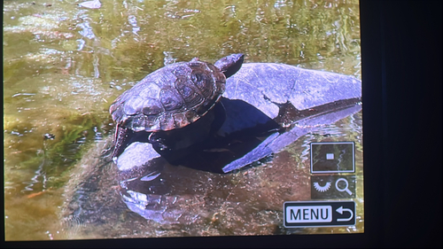 iNaturalist observation photo of Northwestern Pond Turtle