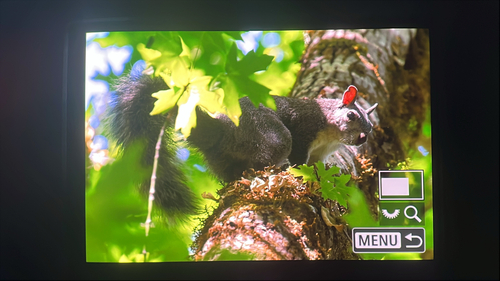 iNaturalist observation photo of Western Gray Squirrel