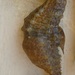 Observation photo