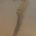 Observation photo