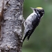 American Three-toed Woodpecker - Photo (c) Mason Maron, all rights reserved, uploaded by Mason Maron