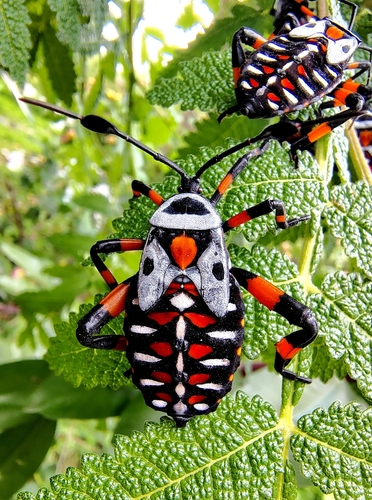 Pachylis gigas