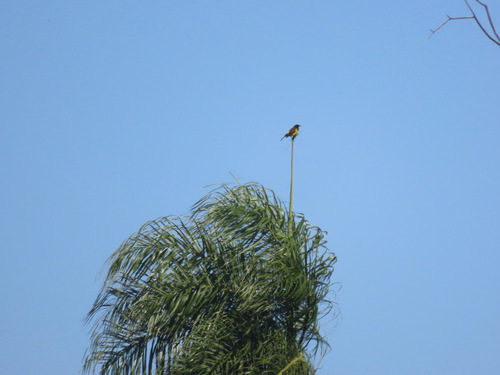 Yellow-rumped Marshbird