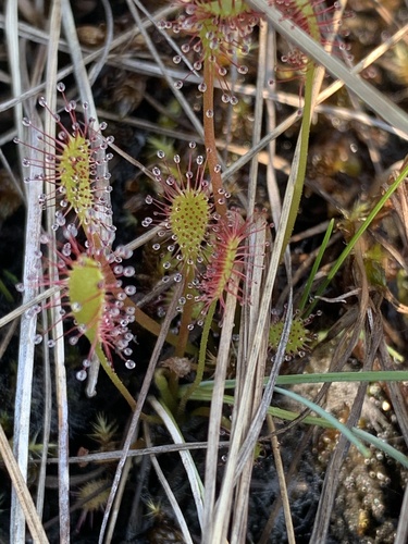 Great Sundew