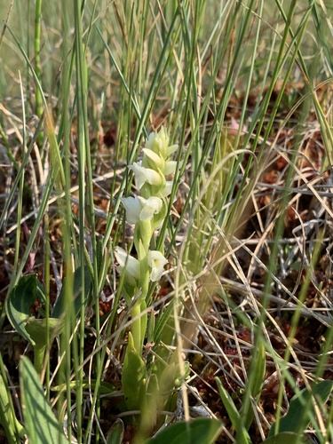 Hooded Ladies' Tresses