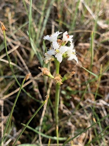Bogbean