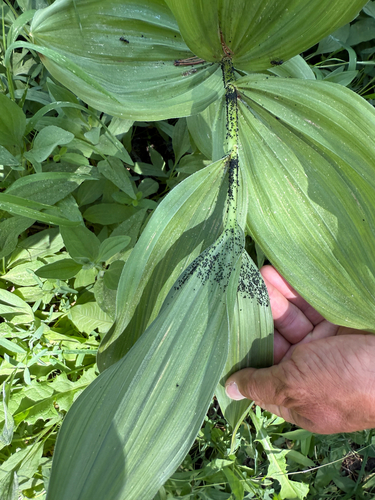 iNaturalist observation photo of Aphids