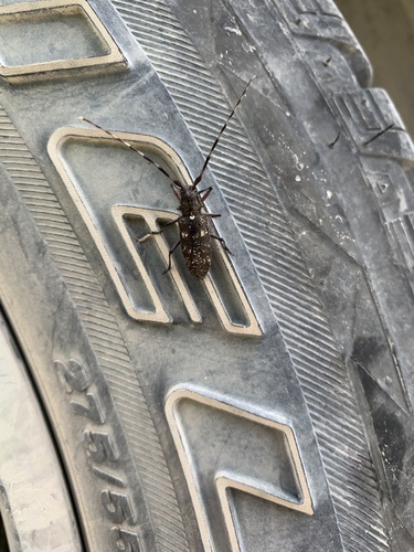 White-spotted Sawyer