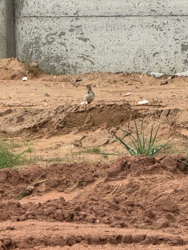 Oriental Skylark