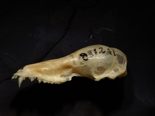 Orces' Nectar bat (Lonchophylla orcesi) — Data Deficient Mammalia