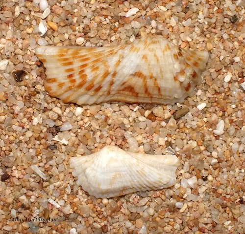 Arca navicularis