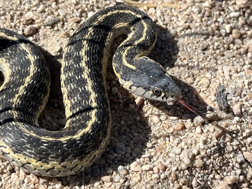 iNaturalist observation photo of Western Terrestrial Garter Snake