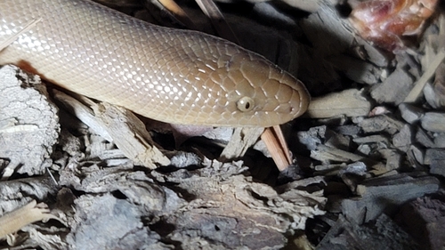 iNaturalist observation photo of Northern Rubber Boa