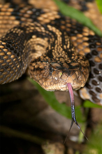 Totonacan Rattlesnake (Crotalus totonacus) · iNaturalist.org