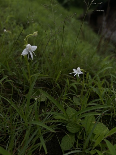 Single Leaved Habenaria