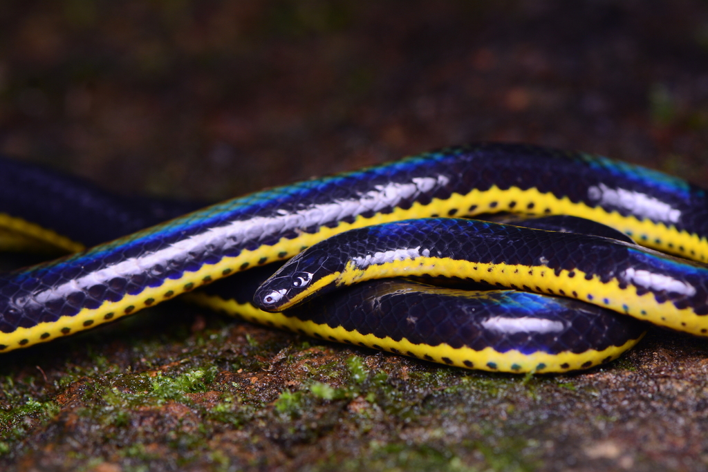 melanotic race snake Two-lined Black Earth (Melanophidium bilineatum) · iNaturalist Black Racer snake | Mike