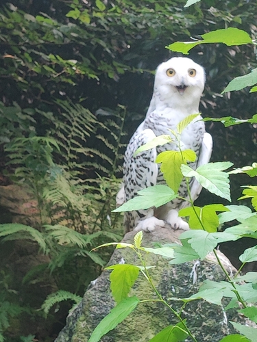 View observation of {o.common_name} on iNaturalist