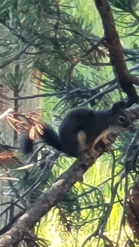 iNaturalist observation photo of Douglas's Squirrel
