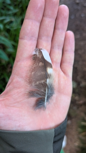 View observation of {o.common_name} on iNaturalist
