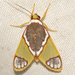 Trichromia albicollis - Photo (c) astoiser, כל הזכויות שמורות