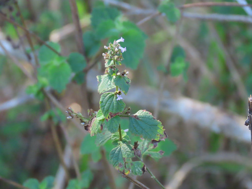 Tropical Bushmint