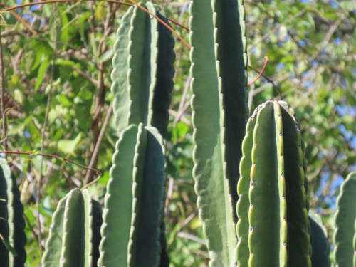 Andes organ pipe cactus