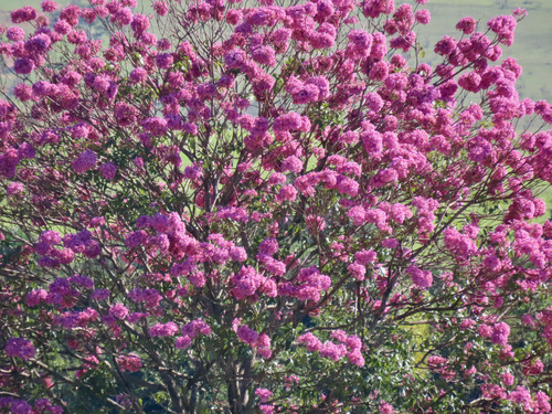 pink ipê