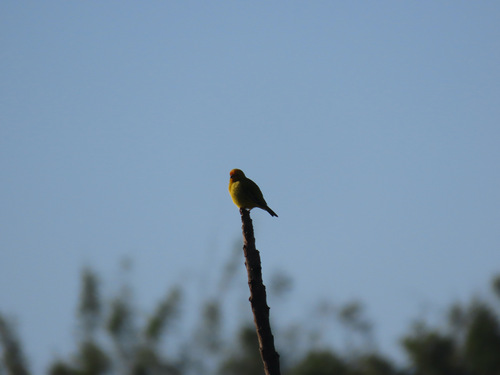 Saffron Finch