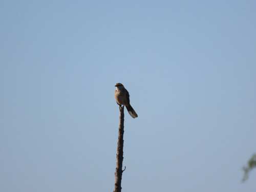Chalk-browed Mockingbird