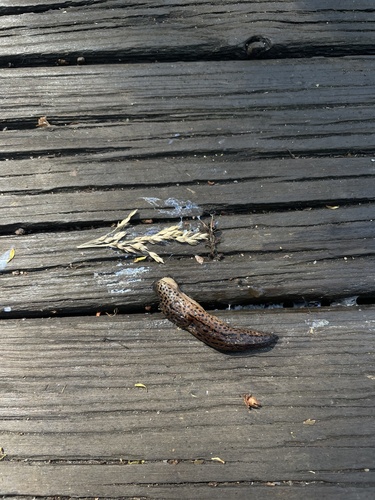 Limax maximus