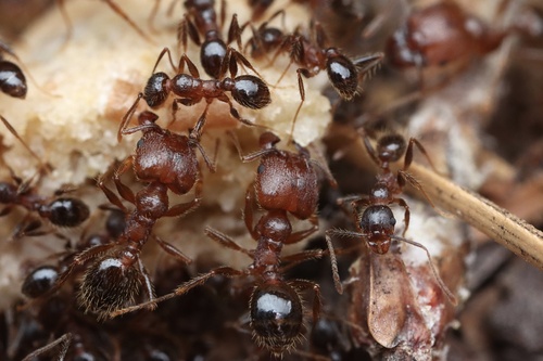 Pheidole perpilosaPheidole perpilosa