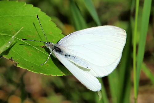 Mustard White