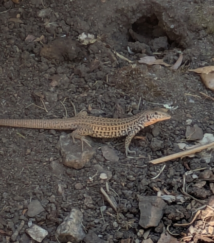 iNaturalist observation photo of Western Whiptail