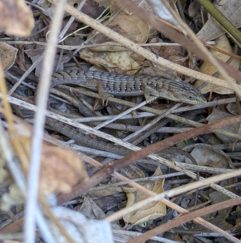 iNaturalist observation photo of Southern Alligator Lizard