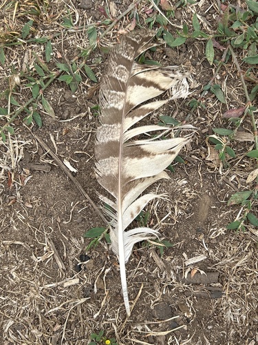 View observation of {o.common_name} on iNaturalist