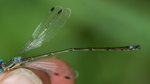 Slender Spreadwing