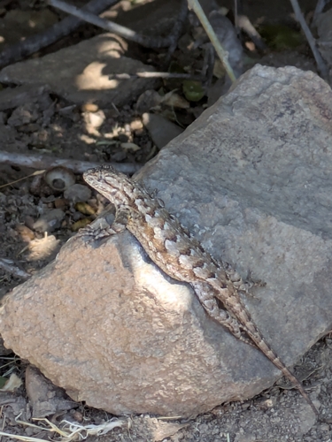 iNaturalist observation photo of Western Fence Lizard