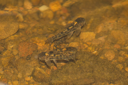 Aspidoras spilotus