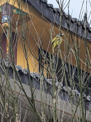 Collared Finchbill