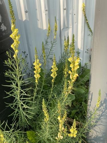 common toadflax