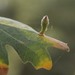 Atrusca clavuloides - Photo 由 Edward Rooks 所上傳的 (c) Edward Rooks，保留部份權利CC BY-NC