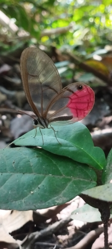 Cithaerias aurora