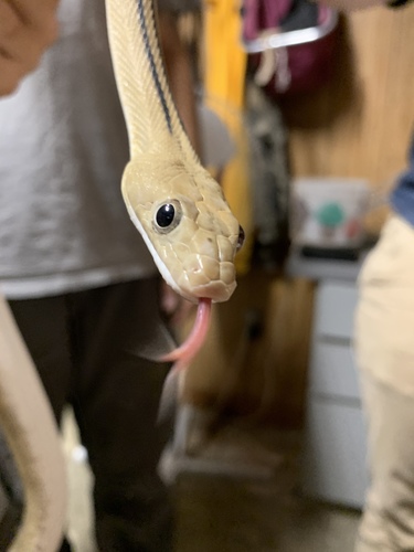 Trans-pecos Ratsnake