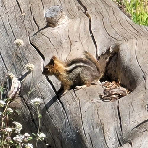 iNaturalist observation photo of Common Golden-mantled Ground Squirrel