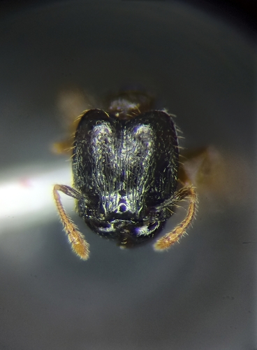 Pheidole mosenopsisPheidole mosenopsis