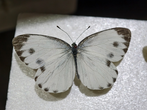 Indian Cabbage White